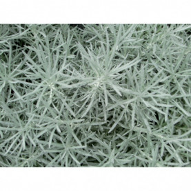 Helichrysum Italicum