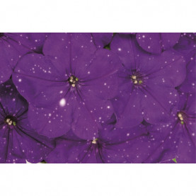 Petunia Constellation Virgo Violet Et Bleu Picote Blanc