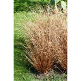 Carex Buchanania Red Rooster 