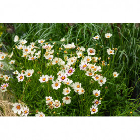 Coreopsis Bt Star Cluster Blanc Pourpre