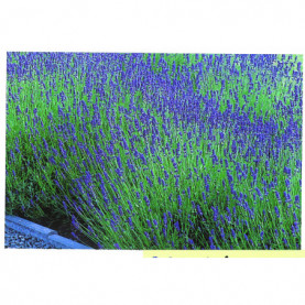 Lavande Bleu De Provence