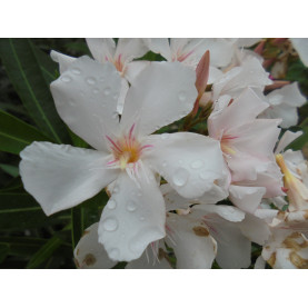 Laurier Rose - Nerium Oleander Blanc Simple 
