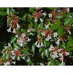 Abélia Grandiflora Semperflorens