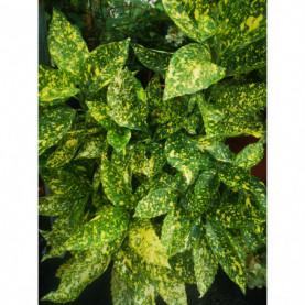 Aucuba Japonica Crotonifolia 