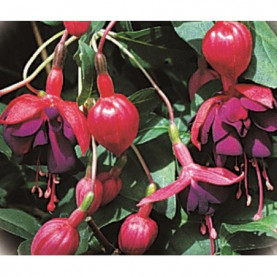 Fuchsia Abondance
