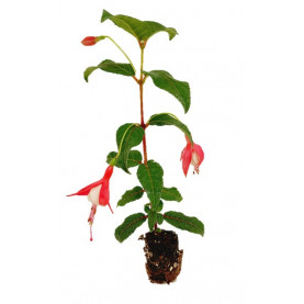 Fuchsia Ballérina
