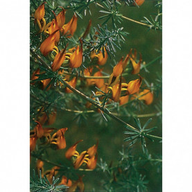 Lotus Berthelotti Orange