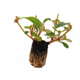 Lysimachia Congestifolia Jaune Dyssi