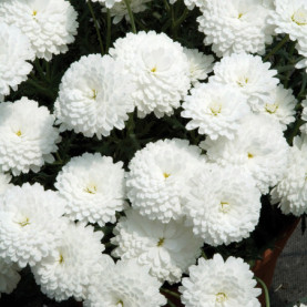 Anthemis Blanche Double