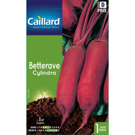 Graine De Betterave Cylindra