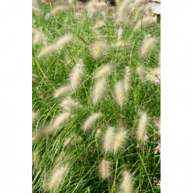 Pennisetum Villosum