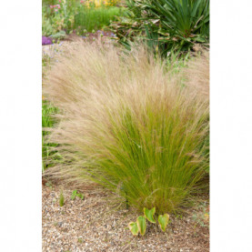 Stipa Vivace Tenuissima Pony Tails 