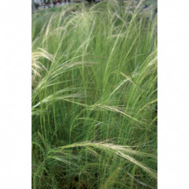 Stipa Vivace Tenuissima Pony Tails 