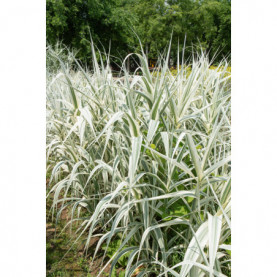 Arundo Donax Variegata