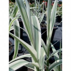 Arundo Donax Variegata