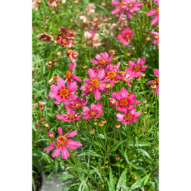 Coreopsis Bt Pink Lady Rose 