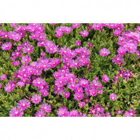 Delosperma Mauve