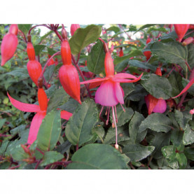 Fuchsia Beacon Rouge