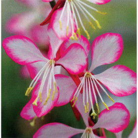 Gaura Gauriella Rose Blanc 