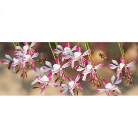 Gaura Gauriella Rose Blanc 