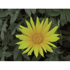 Gazania Jaune Pur