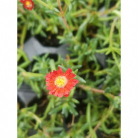 Delosperma Jewel Of Desert Grenade