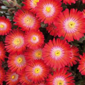 Delosperma Jewel Of Desert Grenade