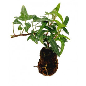 Hedera Pittsburh Vert