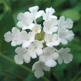 Lantana Delicatissima Blanc Kalissi