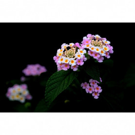 Lantana Feston Rose