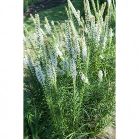 Liatris Floristan Blanc Spicata