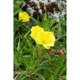 Oenothera Missouriensis Jaune Or