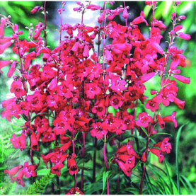 Penstemon Purple Bedder