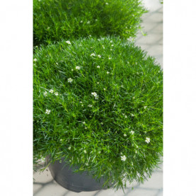 Sagine Subulata Green Moss