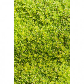 Sagine Subulata Lime Moss