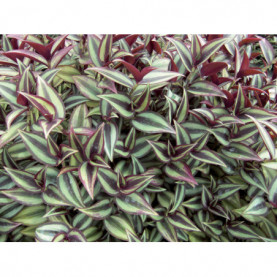 Tradescantia Zebrina