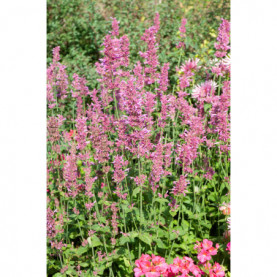 Agastache Foeniculum Anisata Rose Pourpre