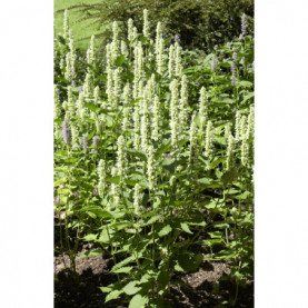 Agastache Urticifolia Alba