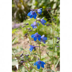 Delphinium Belladonna Bleu Foncé