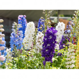 Delphinium Magic Fountains Mélange