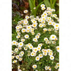 Erigeron Profusion