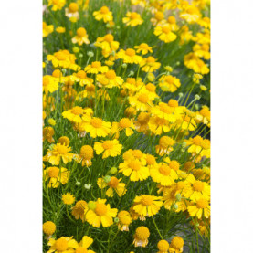 Helenium Goldfield