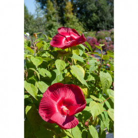 Hibiscus Luna Rouge