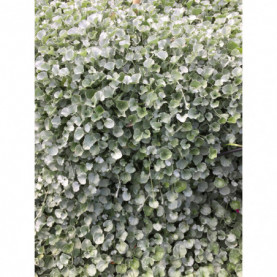 Dichondra Silver Falls