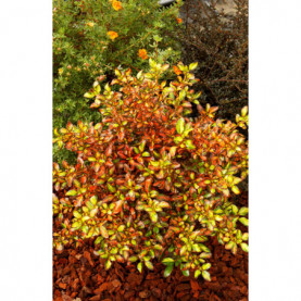 Coprosma Evening Glow Jaune Rouge