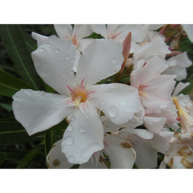 Laurier Rose - Nerium Oleander Blanc Simple