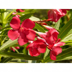 Laurier Rose - Nerium Oleander Rouge Simple