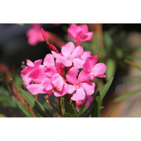 Laurier Rose - Nerium Oleander Rose Simple