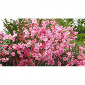 Laurier Rose - Nerium Oleander Rose Simple