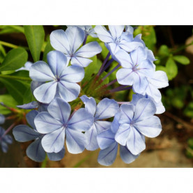 Plumbago Bleu Capensis